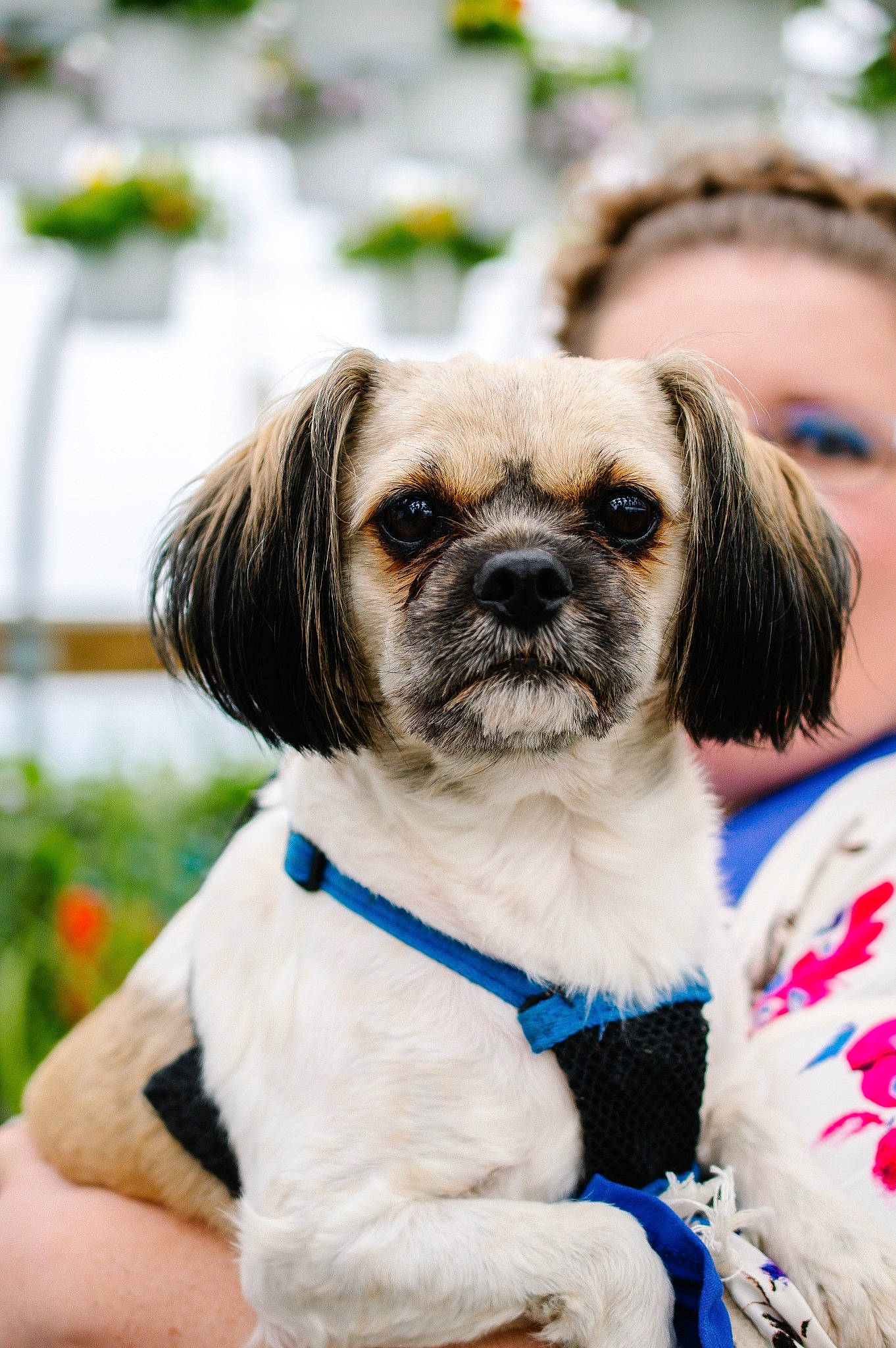 Benji is registered to the contest to win money with this photo: canidae, carnivore, collar, companion_dog, dog, dog_breed, dog_collar, dog_supply, electric_blue, event, fawn, fur, grass, plant, snout, sporting_group, toy_dog, tree, whiskers, working_animal