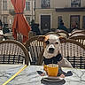 animal, building, cafe, coffee, collar, cup, daytime, dog, leash, outdoor, person, pet, relaxation, shadow, street, sunlight, table, umbrella, wicker_chair, window