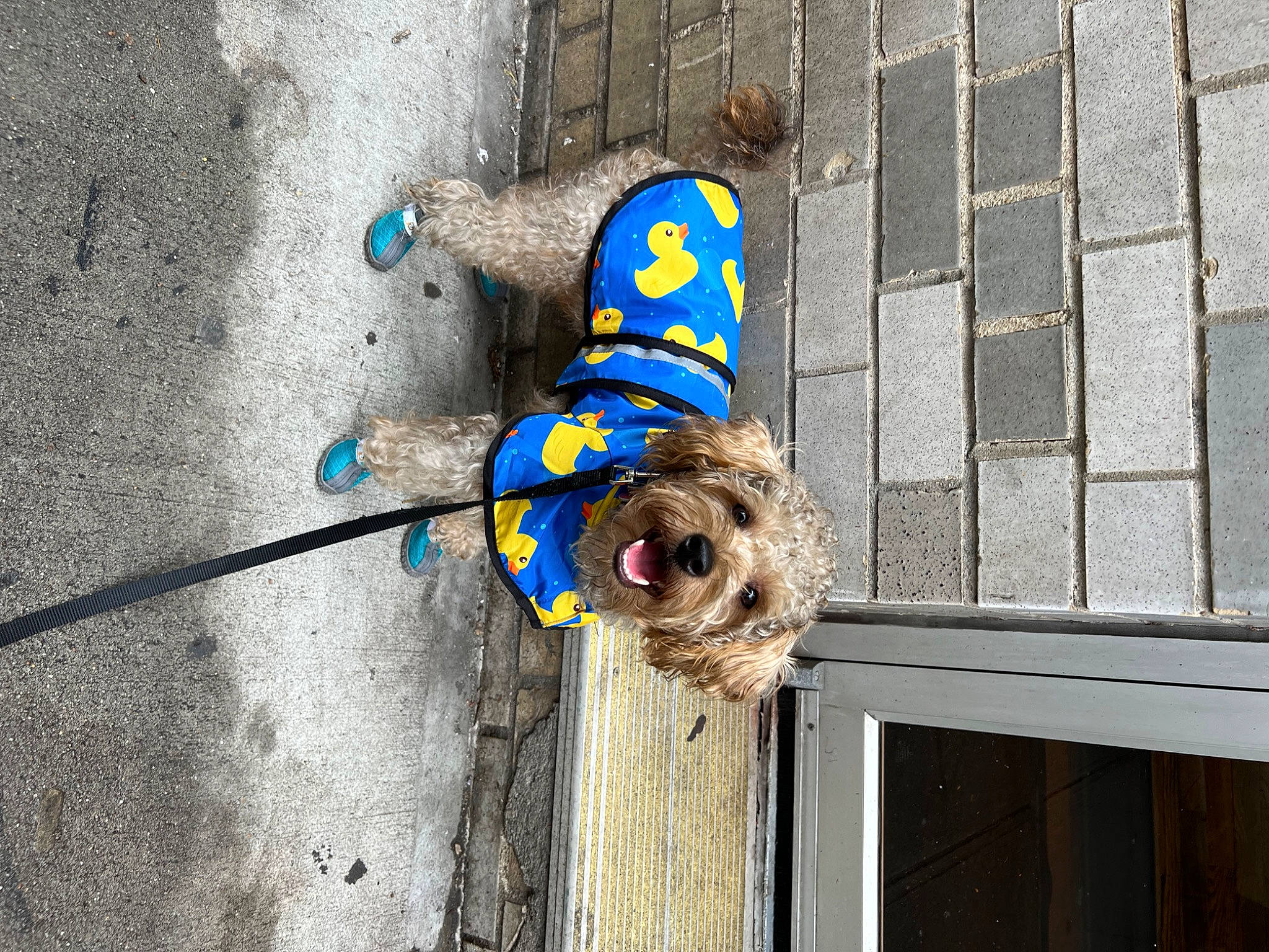 Dunkin joined the competition — help win amazing prizes! asphalt, canidae, carnivore, companion_dog, concrete, dog, dog_breed, dog_supply, electric_blue, fashion_accessory, flooring, grey, leash, pet_supply, road_surface, sidewalk, snout, sporting_group, toy_dog, wood