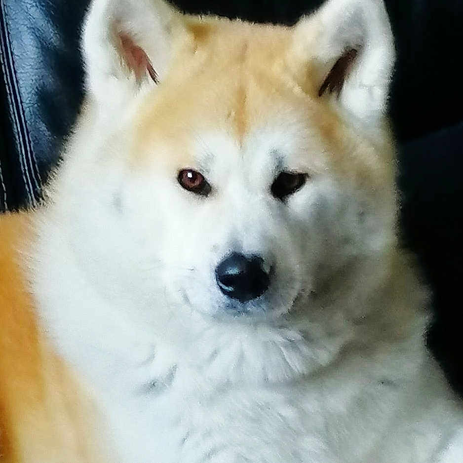 Geisha participe au concours pour gagner de l'argent avec cette photo : animal, ball, canine, dog, eskimodog, football, fox, husky, pet, puppy, snout, soccer, soccerball, sport, white, whitedog, wolf