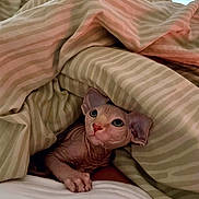 Calvin joined the competition — help win amazing prizes! sphynx_cat, cat, pet, bed, blanket, striped, indoor, cozy, curious, animal, feline, wrinkled_skin, ears, eyes, resting, comfort, soft, warm, cute, naked_cat