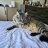 Leo joined the competition — help win amazing prizes! animal, bed, bedspread, bottles, cat, cozy, dresser, ears, eyes, feline, fluffy, fur, furniture, home, indoor, pet, relaxed, resting, tabby, whiskers