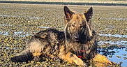 Raph participe au concours pour gagner de l'argent avec cette photo : animal, bear, canine, coyote, dog, germanshepherd, horizon, landmark, nature, outdoors, pebble, pet, policedog, puppy, sky