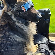 Raph participe au concours pour gagner de l'argent avec cette photo : animal, backyard, canine, companion, dog, fur, german_shepherd, goggles, grass, house, leisure, outdoor, pet, portrait, reflection, relaxed, shade, sitting, summer, sunlight