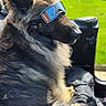 animal, backyard, canine, companion, dog, fur, german_shepherd, goggles, grass, house, leisure, outdoor, pet, portrait, reflection, relaxed, shade, sitting, summer, sunlight
