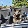 Raph participe au concours pour gagner de l'argent avec cette photo : animal, blue_sky, car, convertible, dog, fence, german_shepherd, grass, happy, head, leisure, outdoor, pet, seat, summer, sunglasses, sunny, tongue_out, tree, vehicle