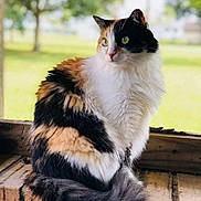 Lily joined the competition — help win amazing prizes! cat, calico, fluffy, sitting, brick, ledge, outdoor, greenery, nature, fur, animal, pet, portrait, closeup, window, relaxed, whiskers, tail, eyes, cute
