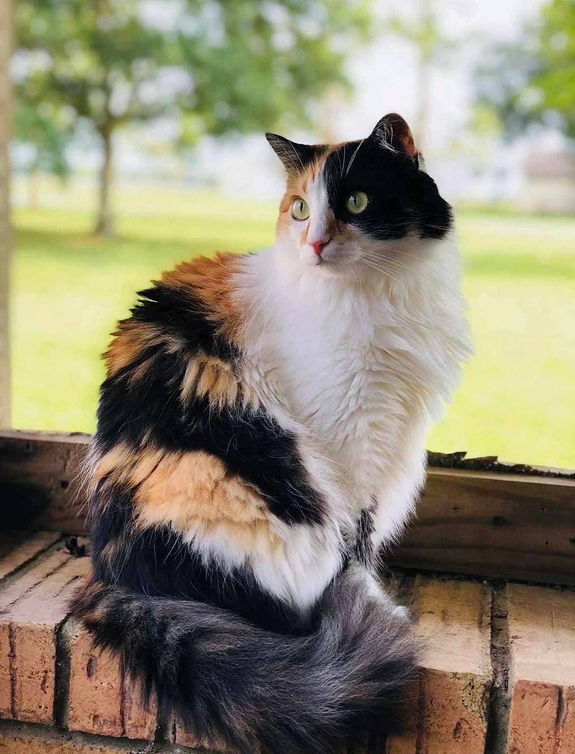 Lily joined the competition — help win amazing prizes! cat, calico, fluffy, sitting, brick, ledge, outdoor, greenery, nature, fur, animal, pet, portrait, closeup, window, relaxed, whiskers, tail, eyes, cute