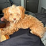 dog, puppy, fluffy, curly_fur, caramel_color, small_dog, sleepy, relaxed, sitting, lying_down, pet, animal, portrait, indoors, bedroom, blanket, lap, cozy, close_up, home