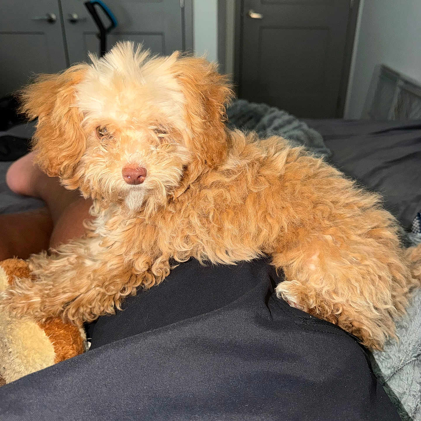 Sirdouglas joined the competition — help win amazing prizes! dog, puppy, fluffy, curly_fur, caramel_color, small_dog, sleepy, relaxed, sitting, lying_down, pet, animal, portrait, indoors, bedroom, blanket, lap, cozy, close_up, home