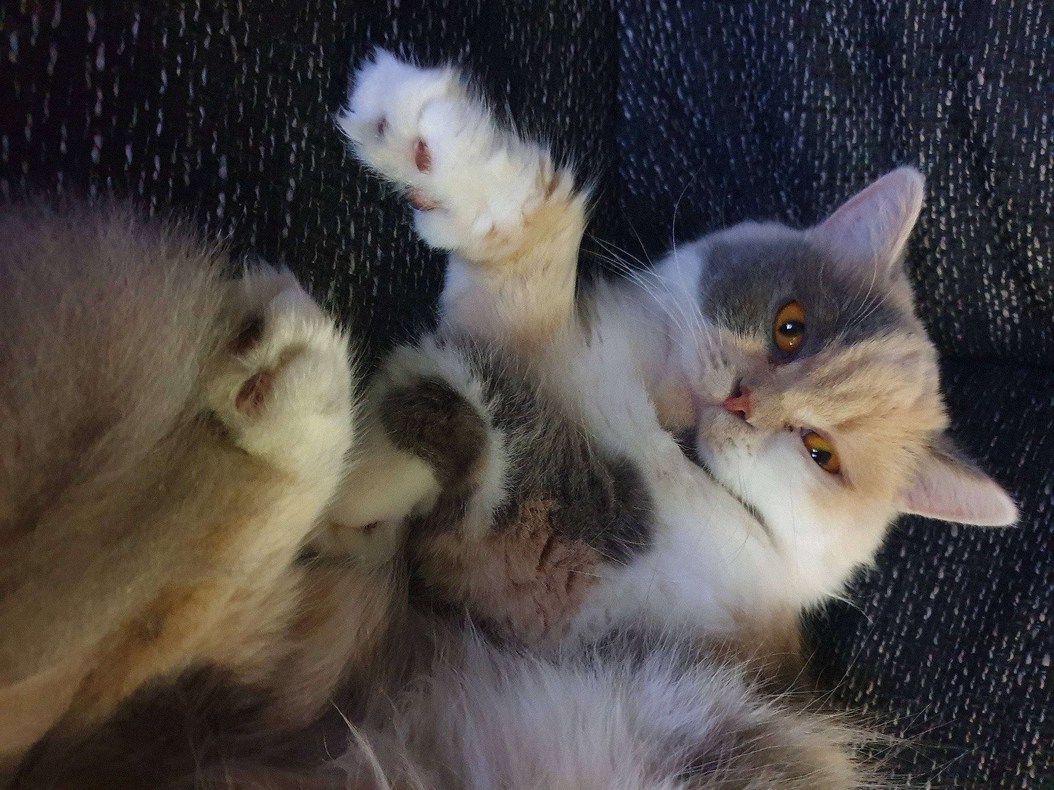 Lalie participe au concours pour gagner de l'argent avec cette photo : carnivore, cat, claw, domestic_short_haired_cat, fawn, felidae, fur, iris, kitten, organism, paw, pet_supply, skin, small_to_medium_sized_cats, snout, space, vertebrate, whiskers