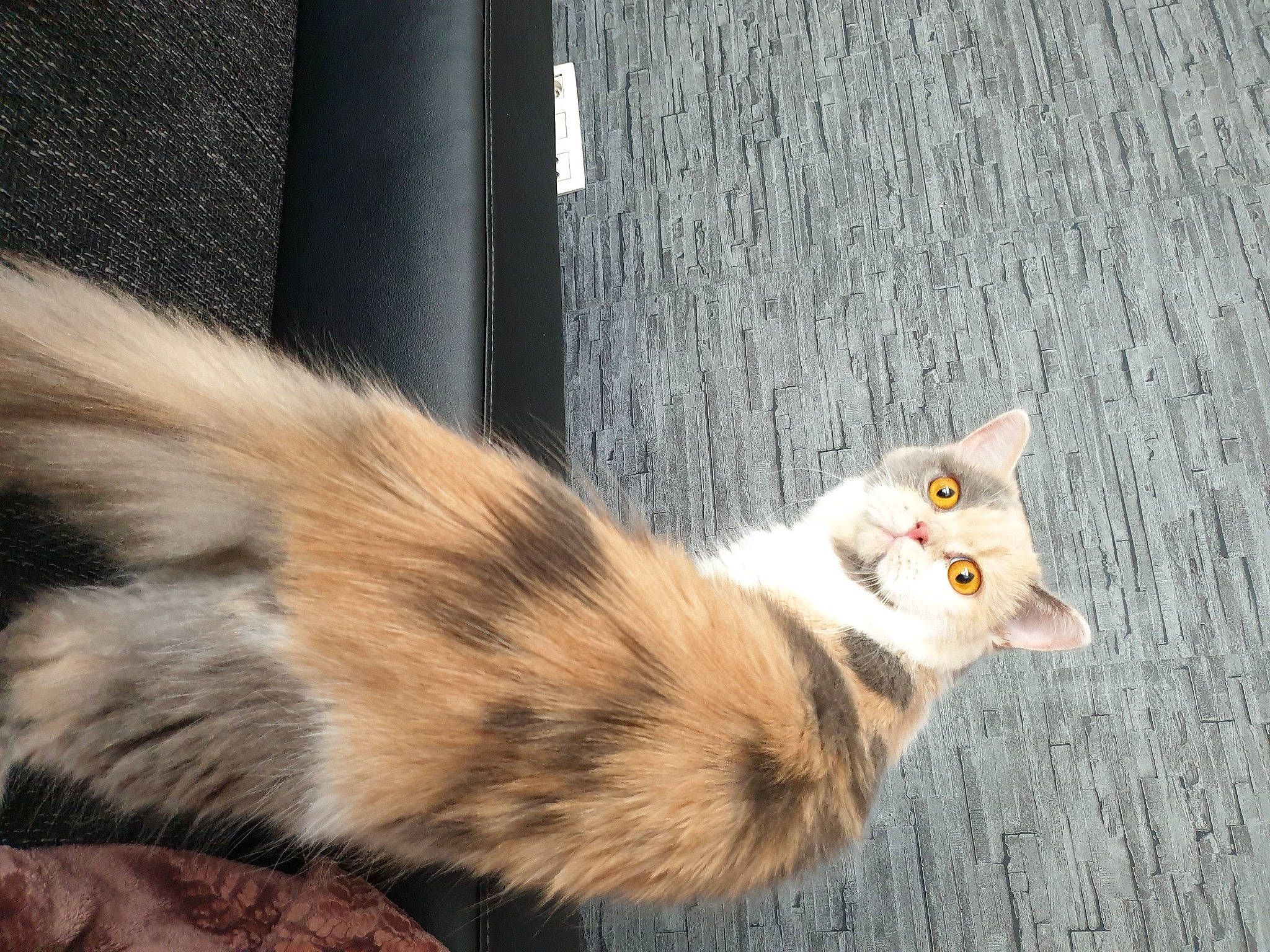 Lalie a rejoint le concours — aidez-le/la à gagner de superbes lots ! beige, carnivore, cat, claw, fawn, felidae, fur, iris, kitten, organism, small_to_medium_sized_cats, snout, tail, terrestrial_animal, toe, whiskers, wood