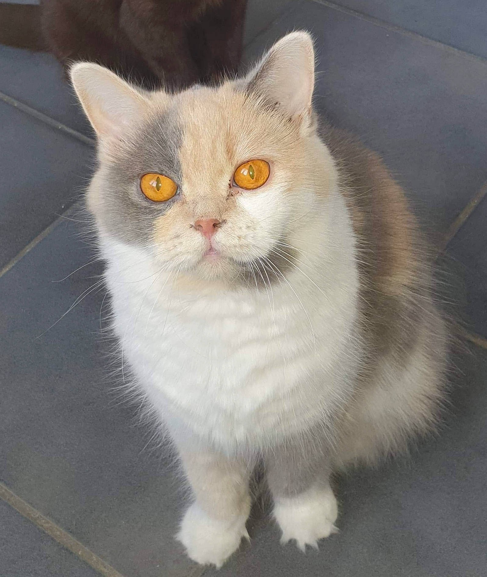 Lalie a rejoint le concours — aidez-le/la à gagner de superbes lots ! carnivore, cat, felidae, fur, grey, iris, small_to_medium_sized_cats, snout, vertebrate, whiskers