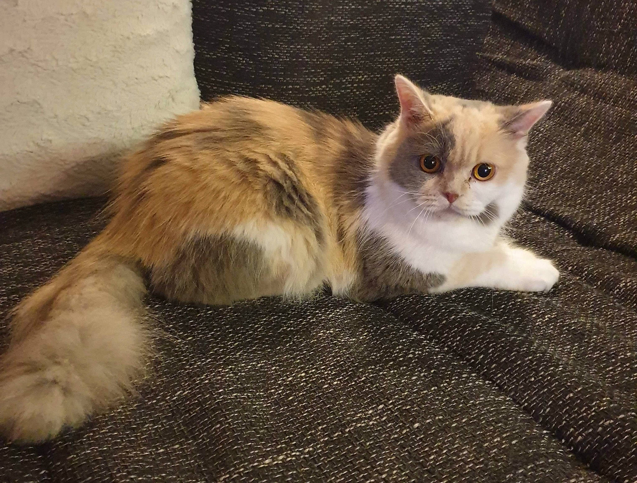 Lalie participe au concours pour gagner de l'argent avec cette photo : beige, carnivore, cat, claw, domestic_short_haired_cat, fawn, felidae, fur, kitten, liver, small_to_medium_sized_cats, snout, tail, terrestrial_animal, toe, vertebrate, whiskers