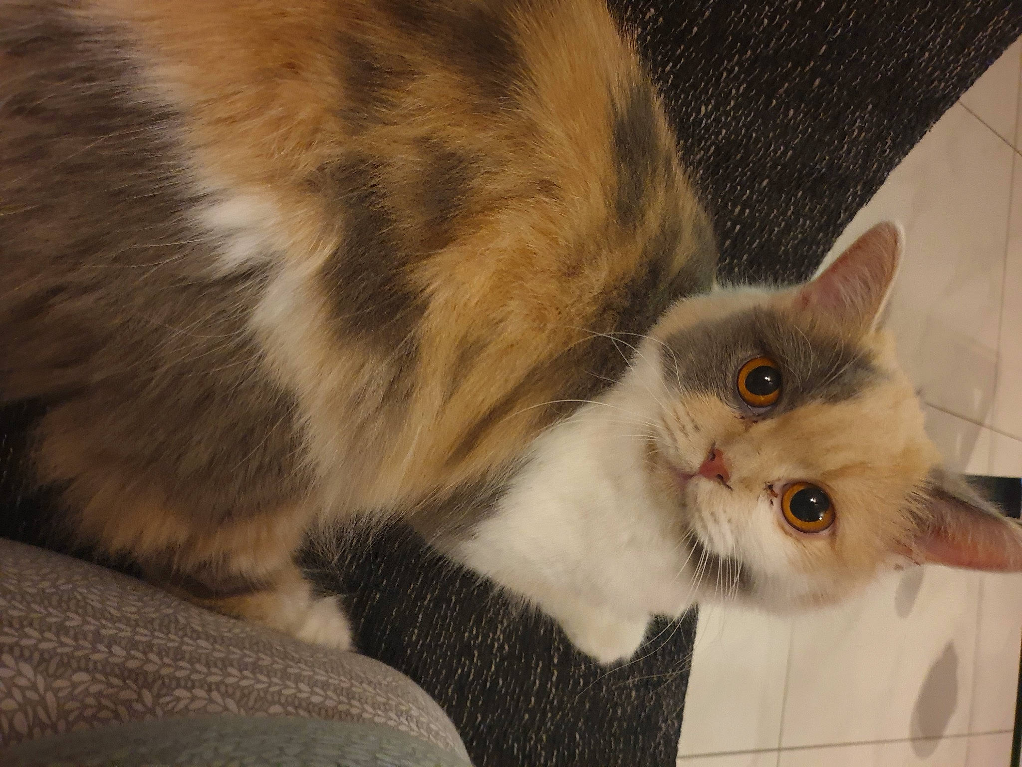 Lalie participe au concours pour gagner de l'argent avec cette photo : beige, brown, carnivore, cat, comfort, fawn, felidae, fur, iris, small_to_medium_sized_cats, snout, vertebrate, whiskers