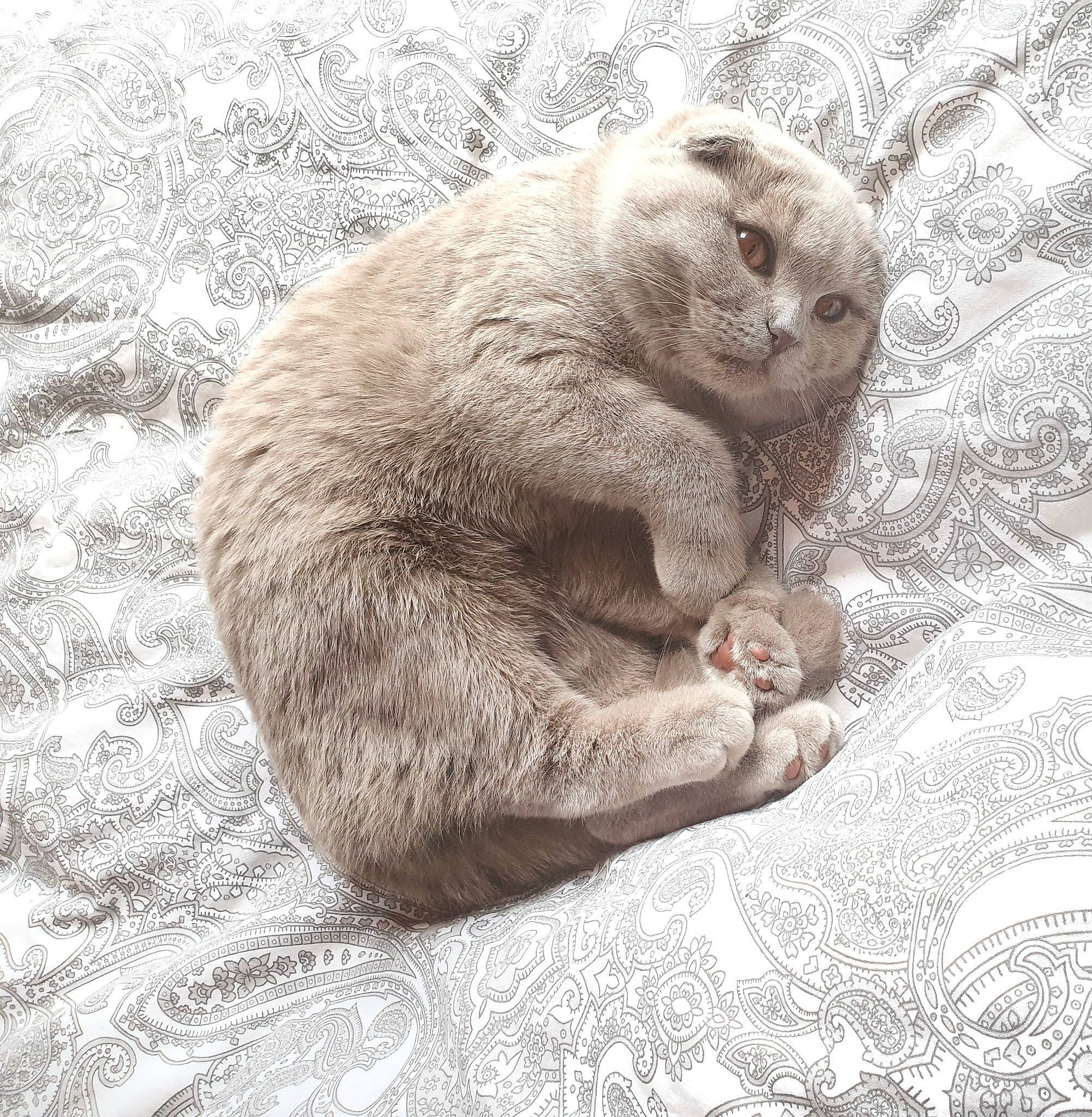 Pookie a rejoint le concours — aidez-le/la à gagner de superbes lots ! beige, british_shorthair, cat, claw, comfort, fawn, felidae, fur, grey, linens, liver, paw, skin, small_to_medium_sized_cats, snout, terrestrial_animal, whiskers