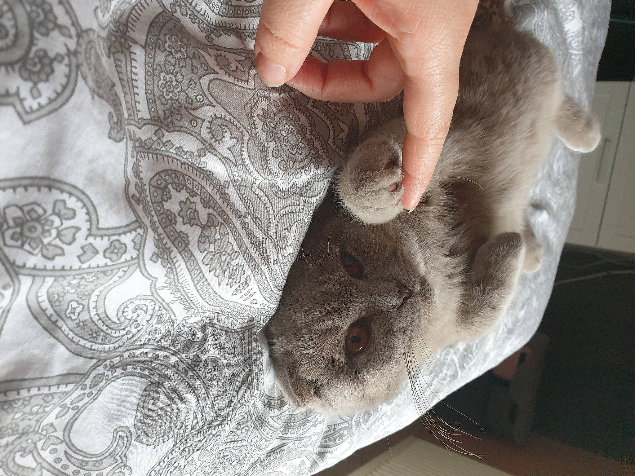 Pookie a rejoint le concours — aidez-le/la à gagner de superbes lots ! carnivore, cat, cup, curious, domestic_short_haired_cat, doodle, felidae, kitten, nail, serveware, skin, small_to_medium_sized_cats, snout, vertebrate, whiskers, wrinkle