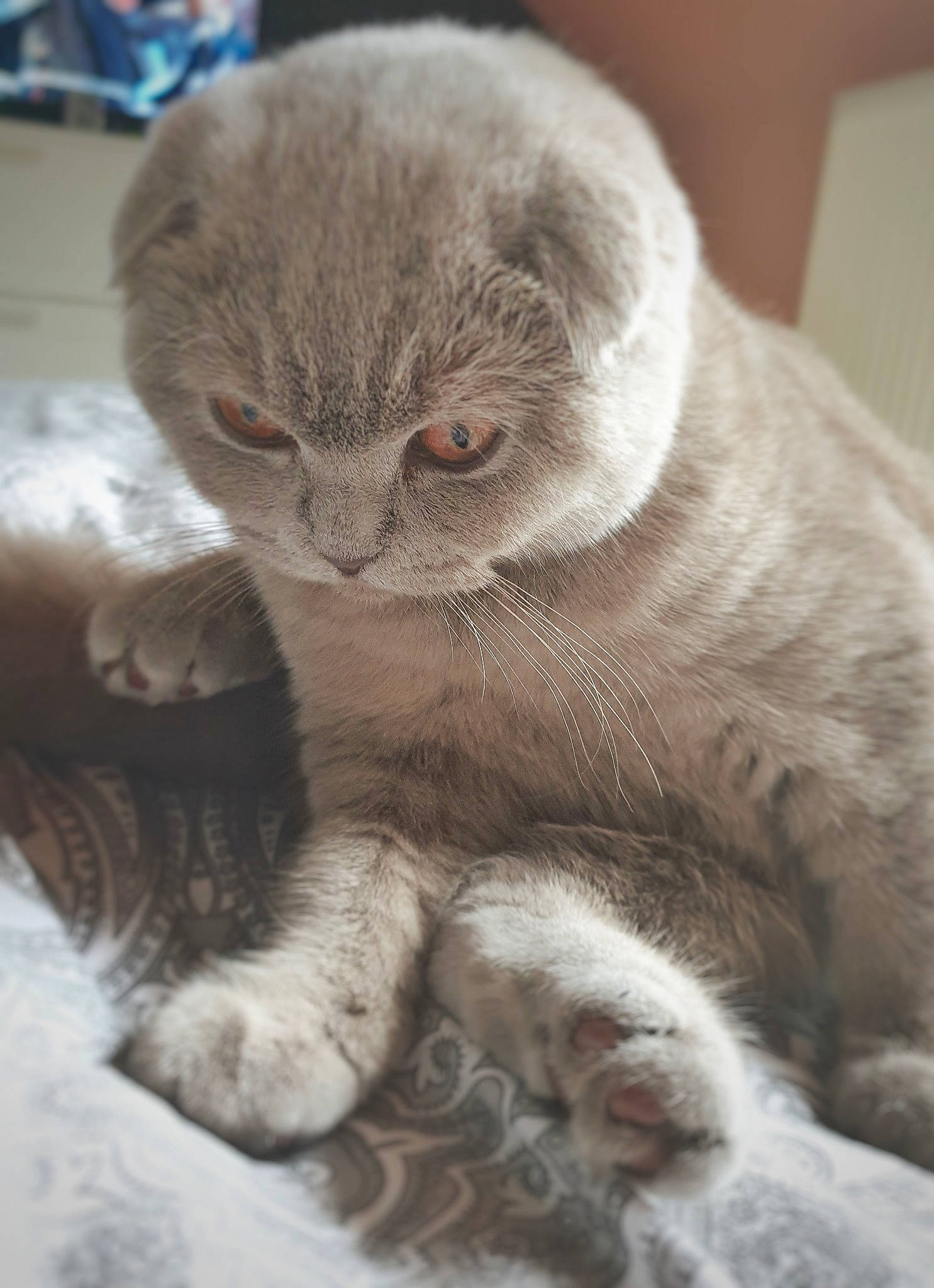 Pookie participe au concours pour gagner de l'argent avec cette photo : british_shorthair, carnivore, cat, claw, curious, domestic_short_haired_cat, fawn, felidae, fur, kitten, organism, paw, pet_supply, scottish_fold, skin, small_to_medium_sized_cats, snout, terrestrial_animal, vertebrate, whiskers