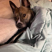 Mika joined the competition — help win amazing prizes! dog, blanket, pillow, indoor, resting, cozy, brown_dog, pet, comfort, fur, ears, face, snug, relaxed, bedroom, soft, warm, animal, canine, sleepy