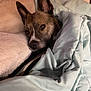 dog, blanket, pillow, indoor, resting, cozy, brown_dog, pet, comfort, fur, ears, face, snug, relaxed, bedroom, soft, warm, animal, canine, sleepy