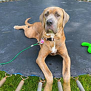 Freya joined the competition — help win amazing prizes! dog, trampoline, leash, toy, backyard, grass, trees, outdoor, pet, animal, collar, brown_dog, large_dog, relaxed, spring, daylight, nature, playful, resting, summer