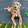dog, trampoline, leash, toy, backyard, grass, trees, outdoor, pet, animal, collar, brown_dog, large_dog, relaxed, spring, daylight, nature, playful, resting, summer