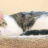 Brad is registered to the contest to win money with this photo: animal, calm, cat, closeup, cute, domestic_cat, ears, feline, fur, indoor, lying_down, mammal, pet, relaxed, resting, sleepy, soft_texture, striped, whiskers, white
