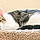 Brad