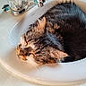 cat, tabby, sleeping, curled_up, furry, whiskers, closed_eyes, animal, pet, bathroom, sink, faucet, porcelain, indoors, close_up, relaxed, brown_fur, black_fur, striped_fur, cozy