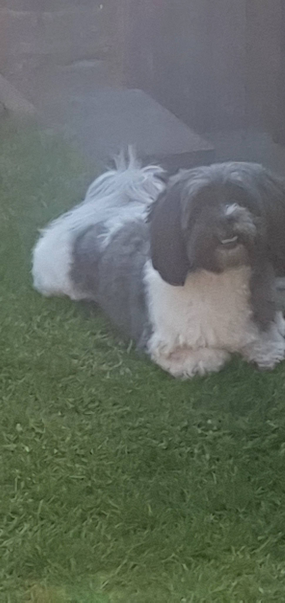 Dori joined the competition — help win amazing prizes! canidae, carnivore, chinese_imperial_dog, companion_dog, dog, dog_breed, havanese, kyi_leo, lhasa_apso, lowchen, mammal, polish_lowland_sheepdog, rare_breed_dog, romanian_mioritic_shepherd_dog, shih_tzu, snout, sporting_group, sporting_lucas_terrier, tibetan_terrier, vertebrate