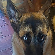 Atlas a rejoint le concours — aidez-le/la à gagner de superbes lots ! dog, close_up, heterochromia, indoor, floor, brick_wall, wooden_furniture, ears, fur, face, pet, animal, looking, brown, blue, canine, portrait, home, tile, curious