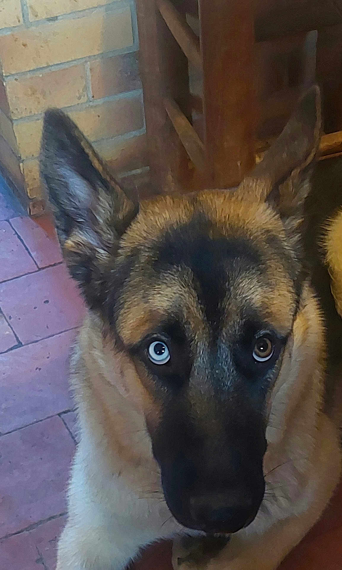 Atlas a rejoint le concours — aidez-le/la à gagner de superbes lots ! dog, close_up, heterochromia, indoor, floor, brick_wall, wooden_furniture, ears, fur, face, pet, animal, looking, brown, blue, canine, portrait, home, tile, curious