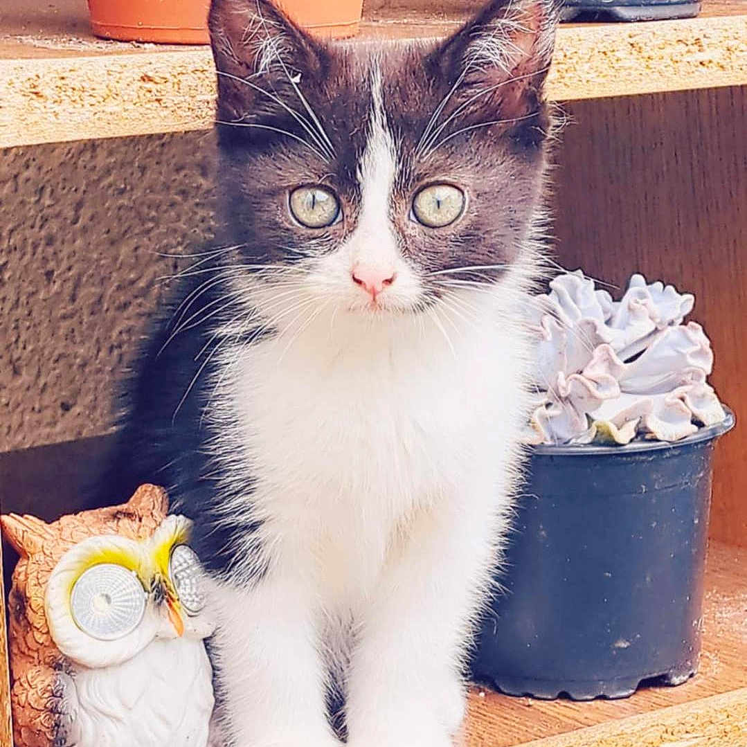 Apy participe au concours pour gagner de l'argent avec cette photo : adorable, animal, black_and_white, cat, ceramic_owl, closeup, cute, decor, eyes, feline, fur, indoor, kitten, pet, plant, potted_plant, succulent, whiskers, wooden_shelf, young_animal