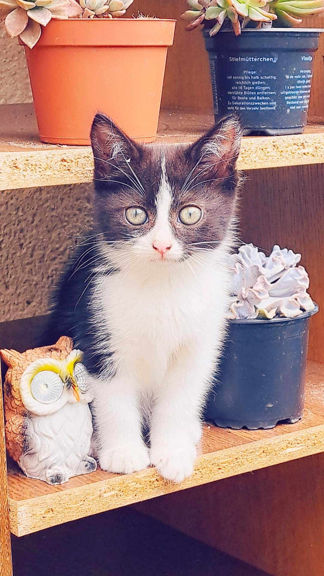 Apy participe au concours pour gagner de l'argent avec cette photo : adorable, animal, black_and_white, cat, ceramic_owl, closeup, cute, decor, eyes, feline, fur, indoor, kitten, pet, plant, potted_plant, succulent, whiskers, wooden_shelf, young_animal