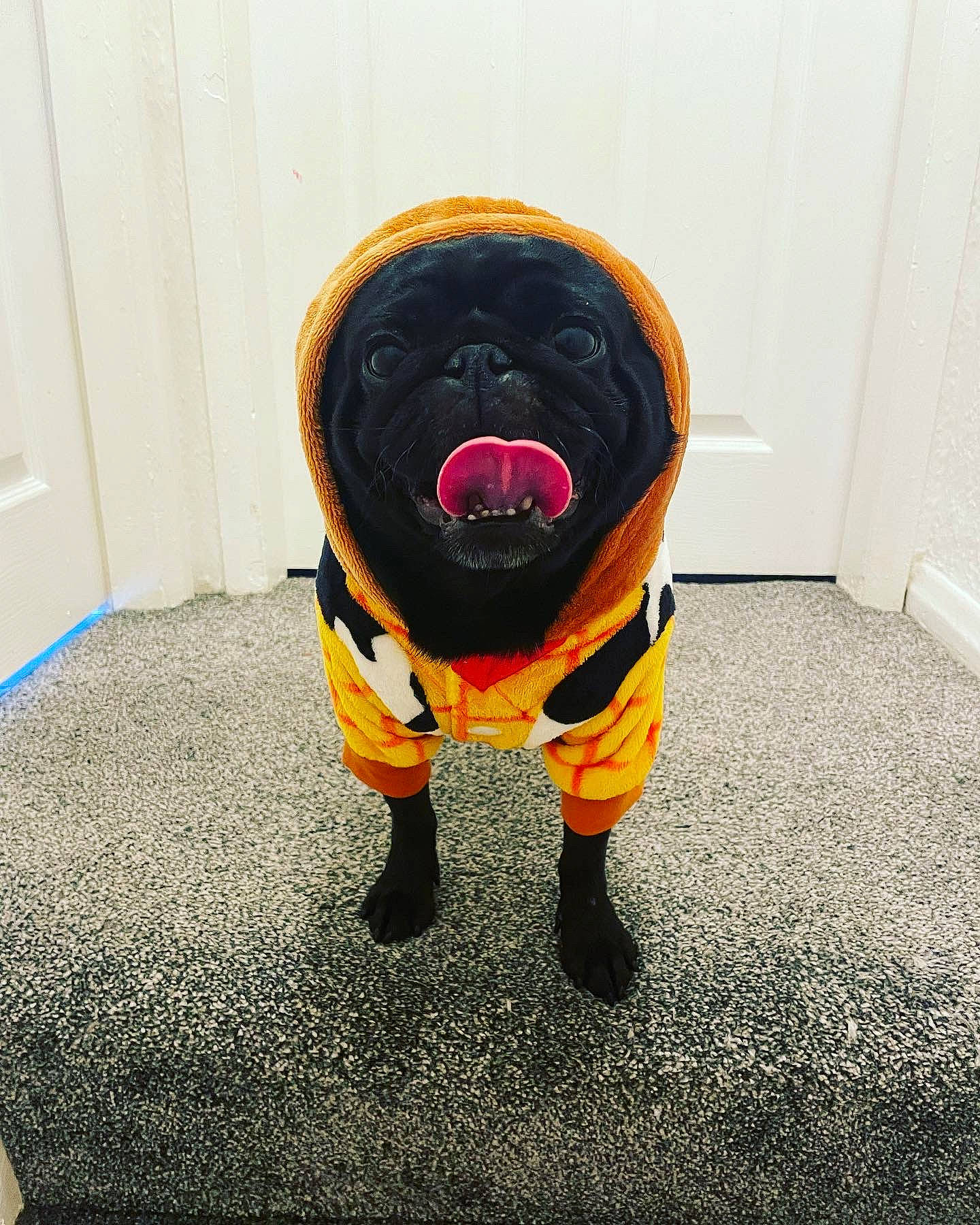 Buddy is registered to the contest to win money with this photo: canidae, carnivore, companion_dog, costume, dog, dog_breed, dog_clothes, dog_supply, door, felidae, flooring, fur, personal_protective_equipment, sleeve, snout, sporting_group, sportswear, tail, terrestrial_animal, working_animal