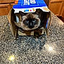 Churro is registered to the contest to win money with this photo: beer_box, blue_eyes, cabinets, cardboard_box, cat, closeup, countertop, curious_expression, dishwasher, ears, fur, granite_countertop, indoor, kitchen_counter, pet, playful, siamese_cat, sink, sitting, whiskers