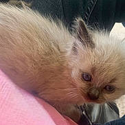 Churro is registered to the contest to win money with this photo: adorable, blue_eyes, carpet, cat, close_up, denim, fur_texture, furry, indoor, kitten, kitten_face, newborn, pet, pink_shirt, playful, portrait, siamese, sitting, small, whiskers