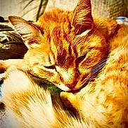 Nibbler joined the competition — help win amazing prizes! animal, cat, close_up, cozy, cute, domestic_animal, ears, feline, fur, ginger_cat, indoor, mammal, peaceful, pet, relaxed, resting, sleeping, soft, tail, whiskers