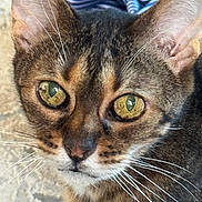 Rufus is registered to the contest to win money with this photo: cat, close_up, whiskers, golden_eyes, fur, pet, animal, curious, face, ears, portrait, domestic_cat, feline, texture, indoor, soft_light, background, striped_fabric, focus, detail