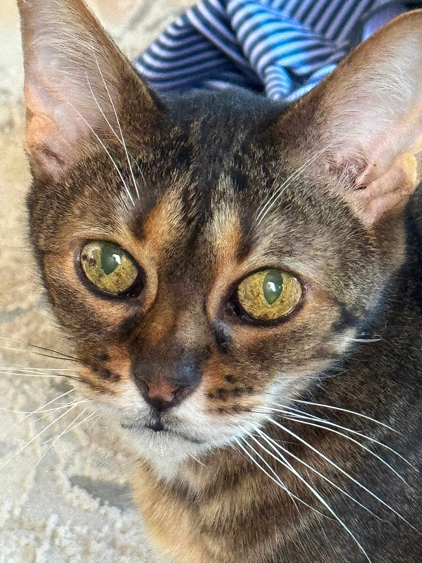 Rufus is registered to the contest to win money with this photo: cat, close_up, whiskers, golden_eyes, fur, pet, animal, curious, face, ears, portrait, domestic_cat, feline, texture, indoor, soft_light, background, striped_fabric, focus, detail