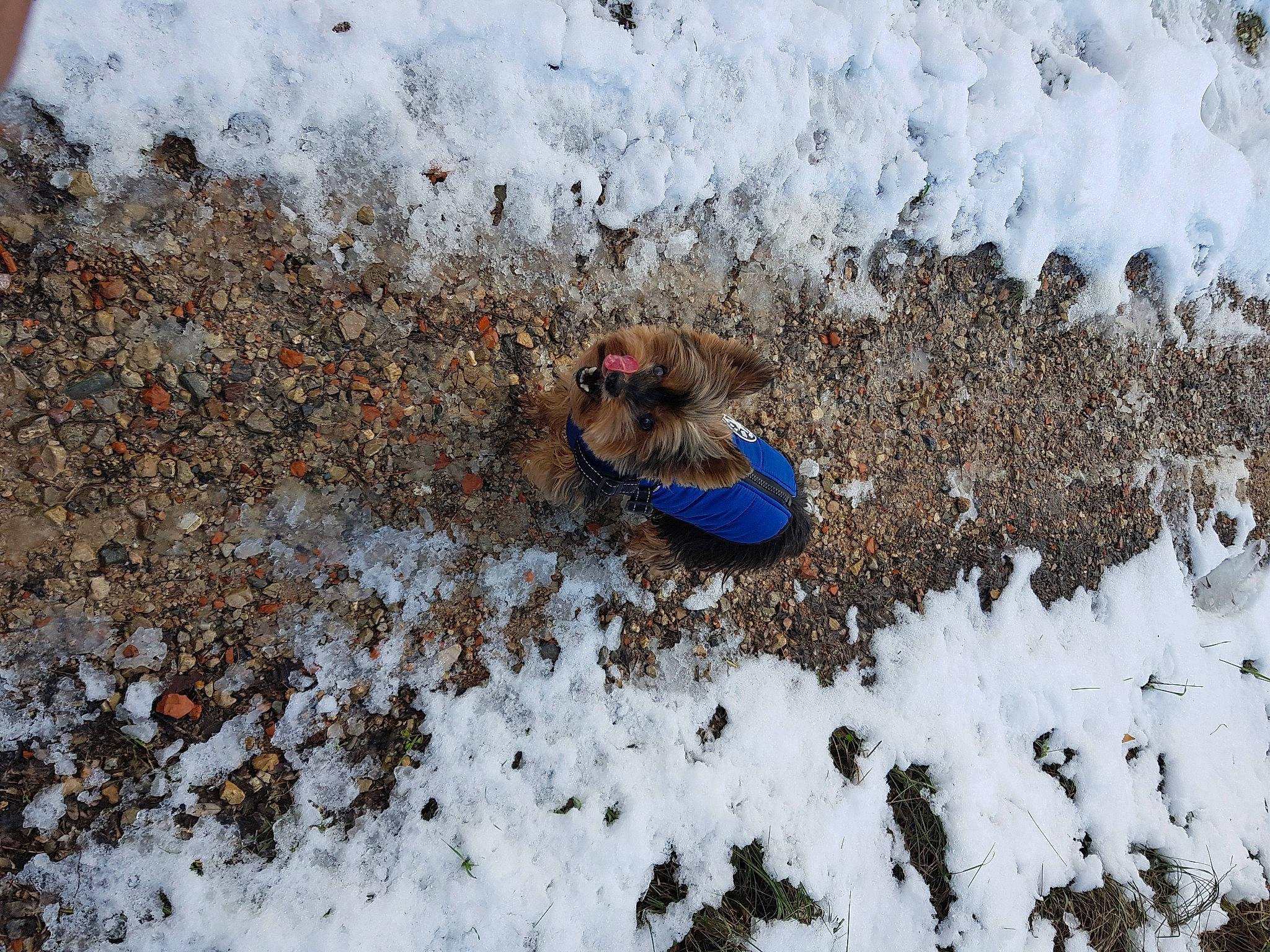Guigui participe au concours pour gagner de l'argent avec cette photo : asphalt, foot, footprint, freezing, frost, fun, fur, geological_phenomenon, grass, plant, precipitation, recreation, road_surface, slope, snow, snow_boot, soil, sporting_group, tree, winter