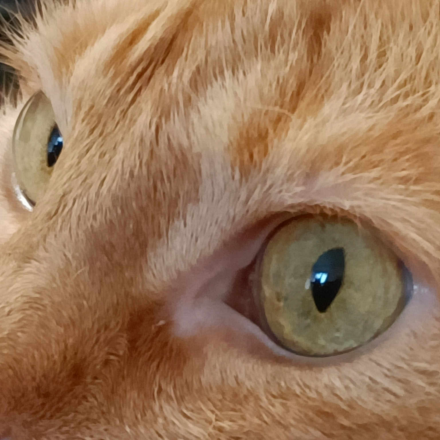 Poupi participe au concours pour gagner de l'argent avec cette photo : carnivore, cat, close_up, electric_blue, eyelash, fawn, felidae, fur, iris, small_to_medium_sized_cats, snout, terrestrial_animal, whiskers, wildlife