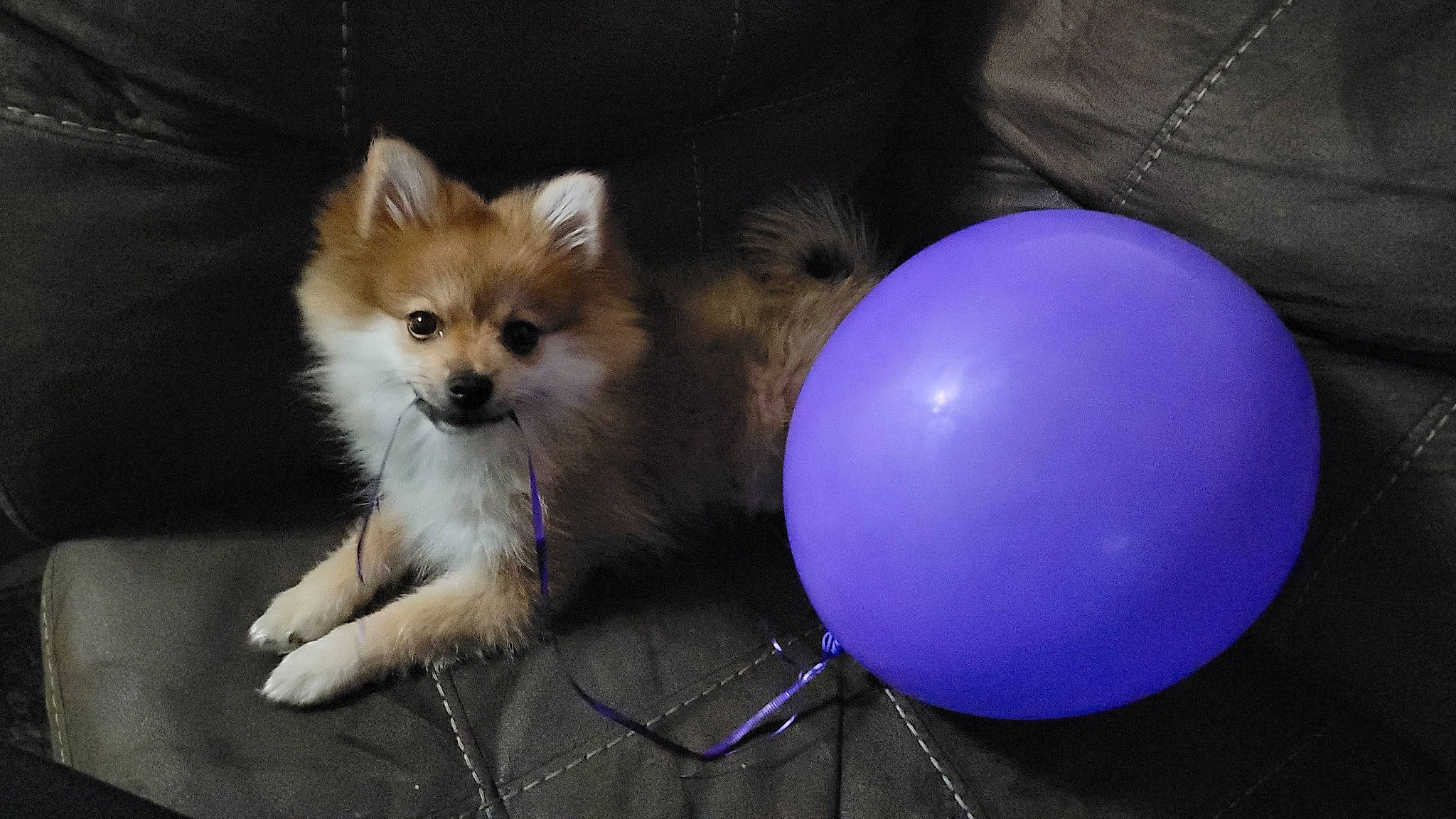 Peetie is registered to the contest to win money with this photo: balloon, canidae, carnivore, companion_dog, dog, dog_breed, dog_supply, electric_blue, event, fawn, fur, magenta, party_supply, spitz, sporting_group, tail, terrestrial_animal, toy, toy_dog, whiskers