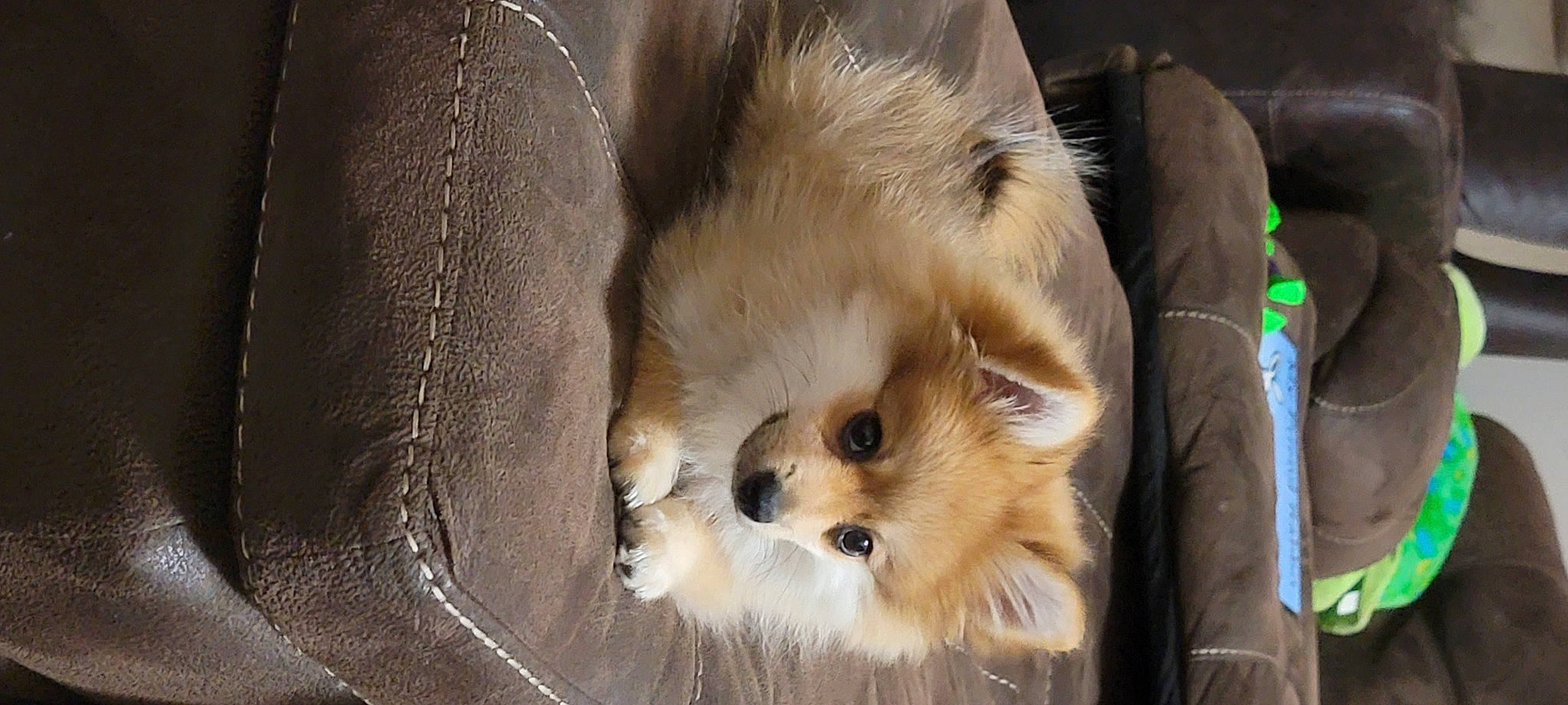 Peetie joined the competition — help win amazing prizes! canidae, carnivore, companion_dog, dog, dog_breed, dog_supply, fawn, fur, german_spitz, german_spitz_mittel, pomeranian, puppy, snout, spitz, sporting_group, terrestrial_animal, toy_dog, volpino_italiano, whiskers, working_animal