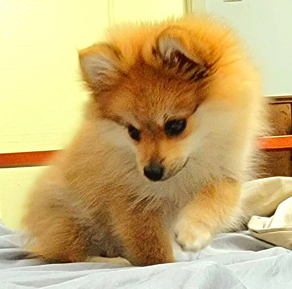 Peetie joined the competition — help win amazing prizes! ancient_dog_breeds, canidae, canis, carnivore, companion_dog, dog, dog_breed, fawn, fur, german_spitz, german_spitz_mittel, non_sporting_group, snout, spitz, sporting_group, terrestrial_animal, whiskers, wildlife, working_animal