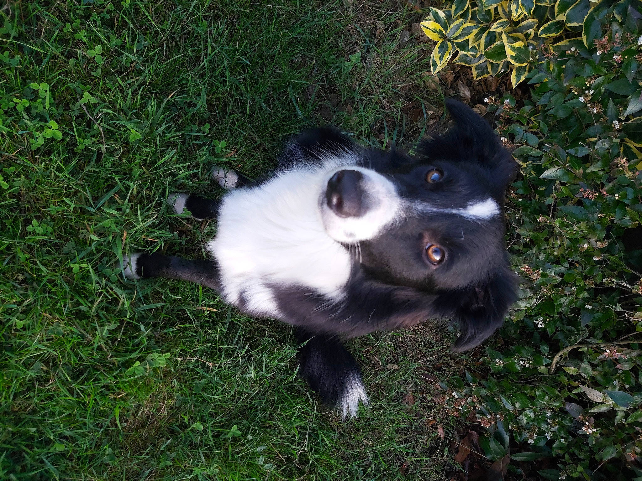 Happy participe au concours pour gagner de l'argent avec cette photo : border_collie, canidae, carnivore, companion_dog, dog, dog_breed, fur, grass, herding_dog, paw, plant, snout, sporting_group, tail, terrestrial_animal, whiskers, working_animal, working_dog