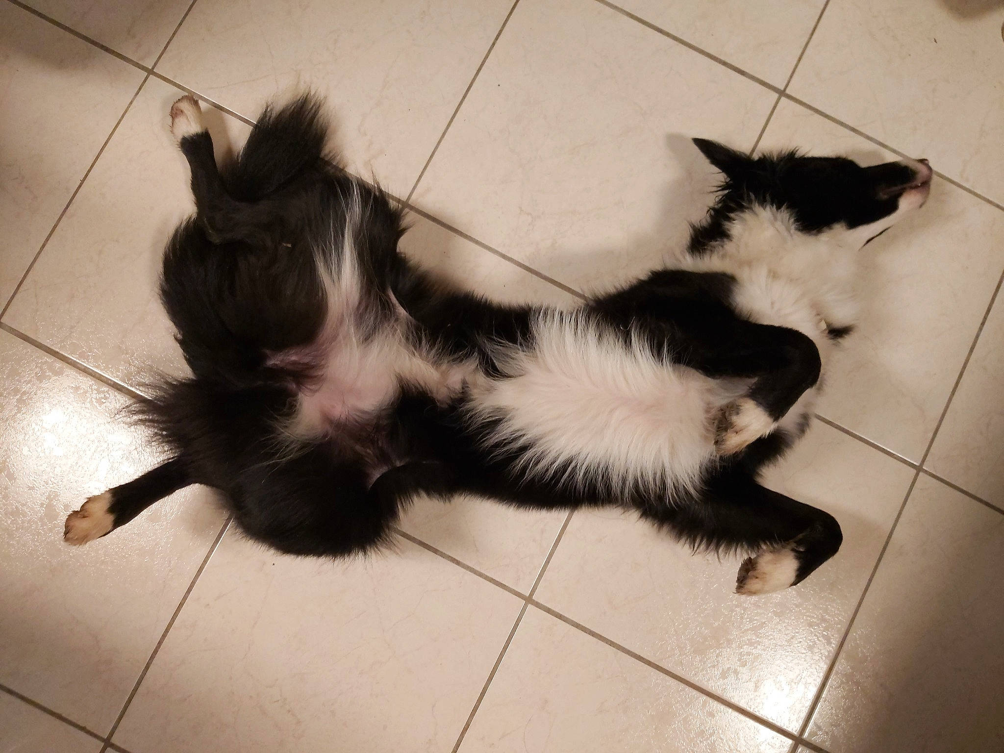 Happy a rejoint le concours — aidez-le/la à gagner de superbes lots ! carnivore, cat, claw, companion_dog, dog_breed, felidae, floor, flooring, foot, fur, monochrome, monochrome_photography, paw, shadow, small_to_medium_sized_cats, snout, sporting_group, tail, terrestrial_animal, whiskers