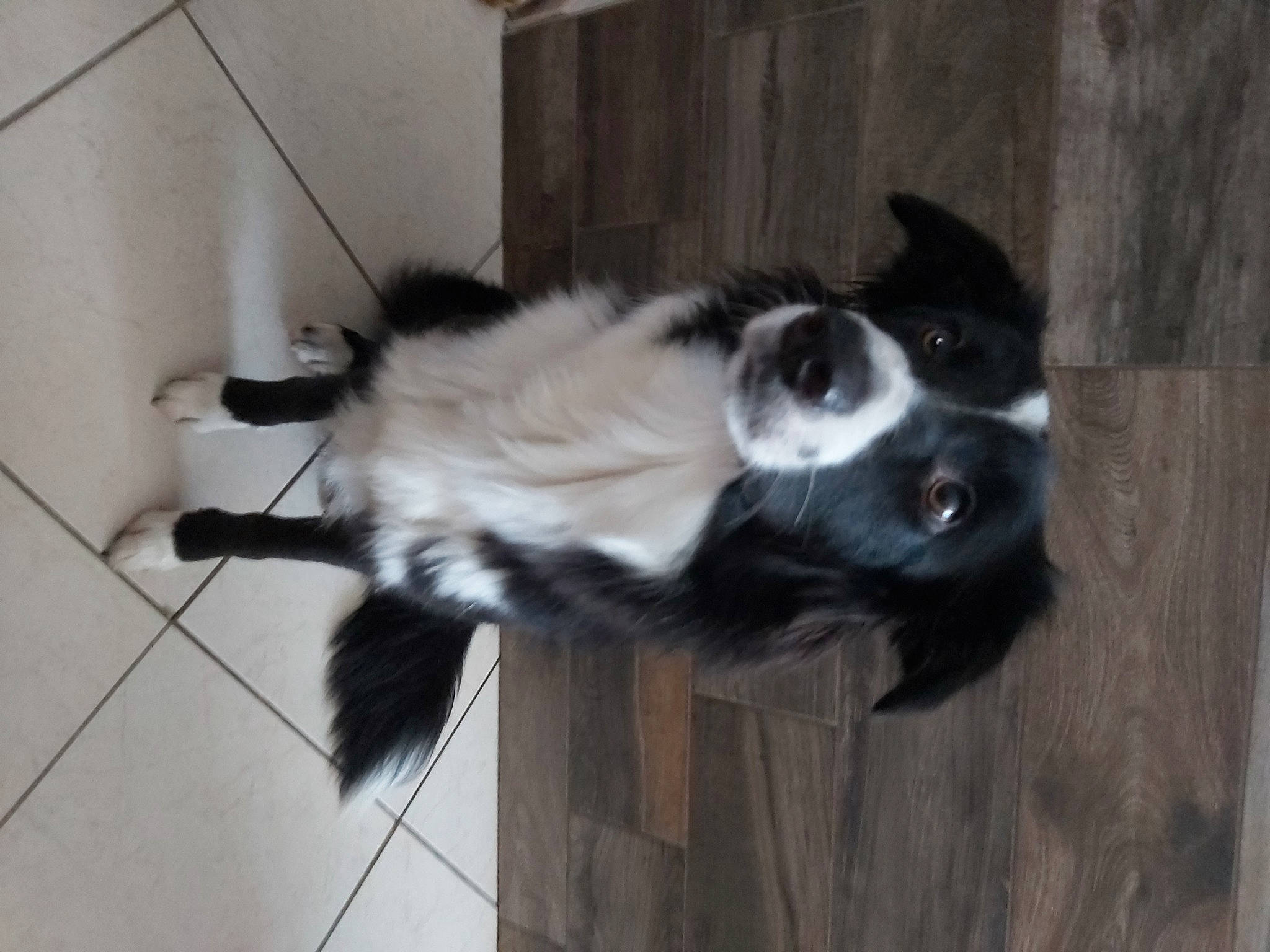 Happy participe au concours pour gagner de l'argent avec cette photo : borador, border_collie, canidae, carnivore, companion_dog, dog, dog_breed, flooring, fur, hardwood, herding_dog, mammal, snout, sporting_group, tail, whiskers, wood, working_dog