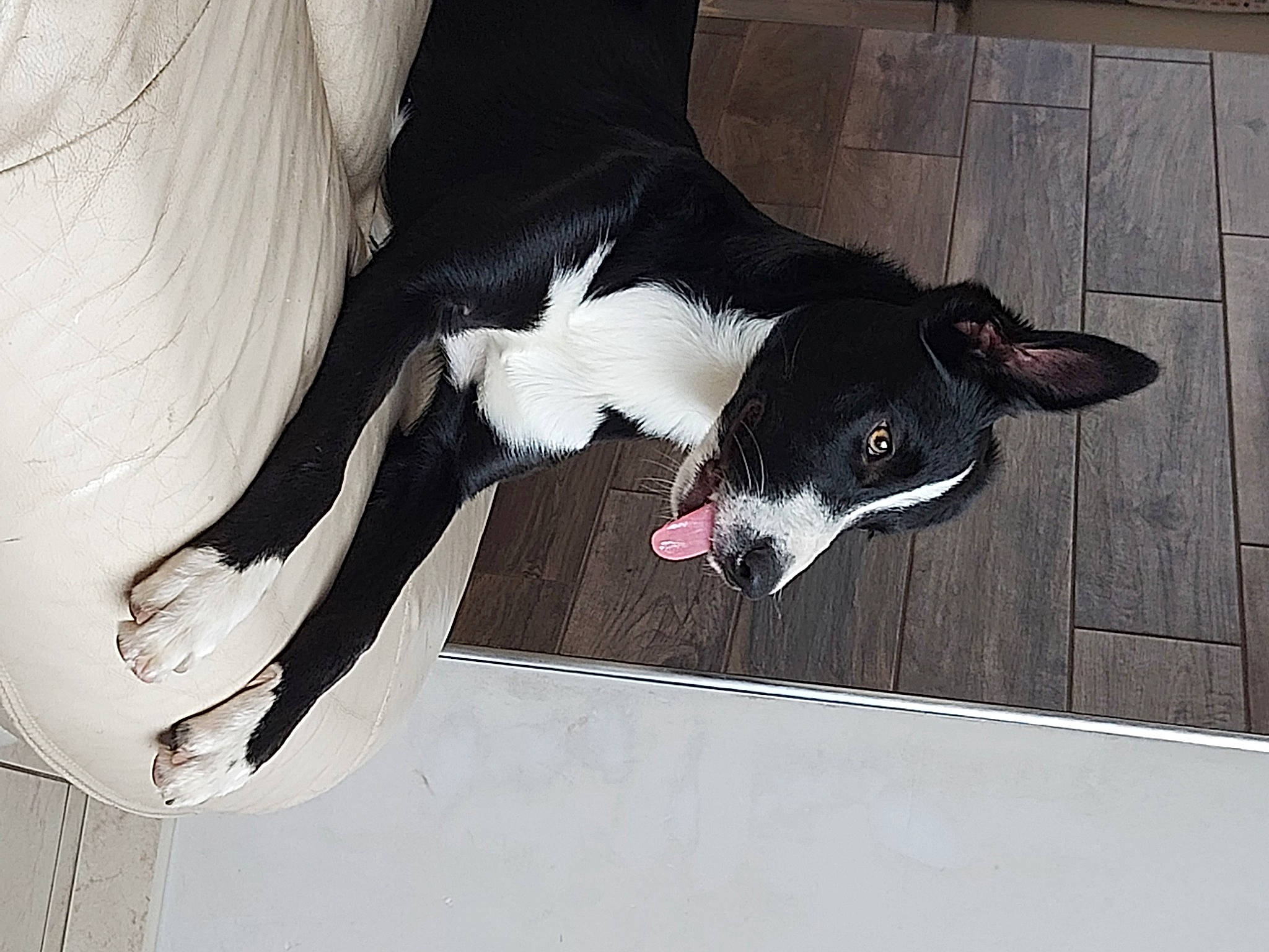 Uxie a rejoint le concours — aidez-le/la à gagner de superbes lots ! borador, canidae, carnivore, collar, comfort, companion_dog, dog, dog_breed, dog_collar, dog_supply, formal_wear, fur, guard_dog, non_sporting_group, pet_supply, snout, sporting_group, tail, whiskers, working_animal