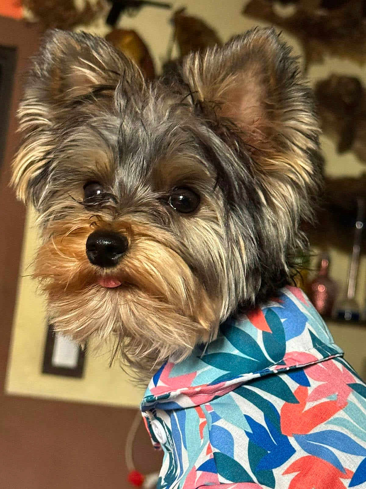 Nacho is registered to the contest to win money with this photo: animal, canine, close_up, colorful, cute, dog, ears, expression, face, fashion, fluffy, fur, indoors, mischievous, patterned_clothing, pet, portrait, shirt, small_dog, tongue